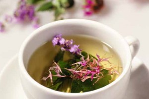 Как собирать, ферментировать и заваривать иван-чай